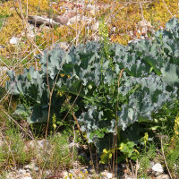 Kohl-Raritäten - Samenset