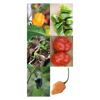 Milde Chilis mit viel Aroma - Samenset