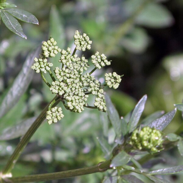 Italienische Glatte Petersilie Italian Giant (Petroselinum crispum) Bio Saatgut