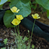 Gelber Kalifornischer Mohn (Eschscholzia caespitosa) Bio Saatgut