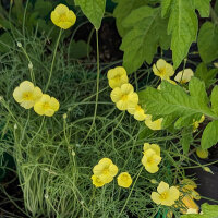 Gelber Kalifornischer Mohn (Eschscholzia caespitosa) Bio Saatgut