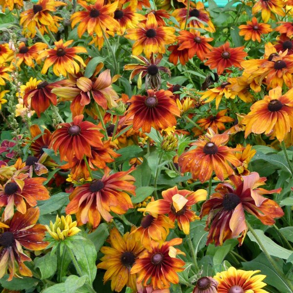 Sonnenhut Chocolate Orange (Rudbeckia hirta) Bio Saatgut