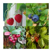 Beeren-Naschgarten (Bio) - Samen-Geschenkset