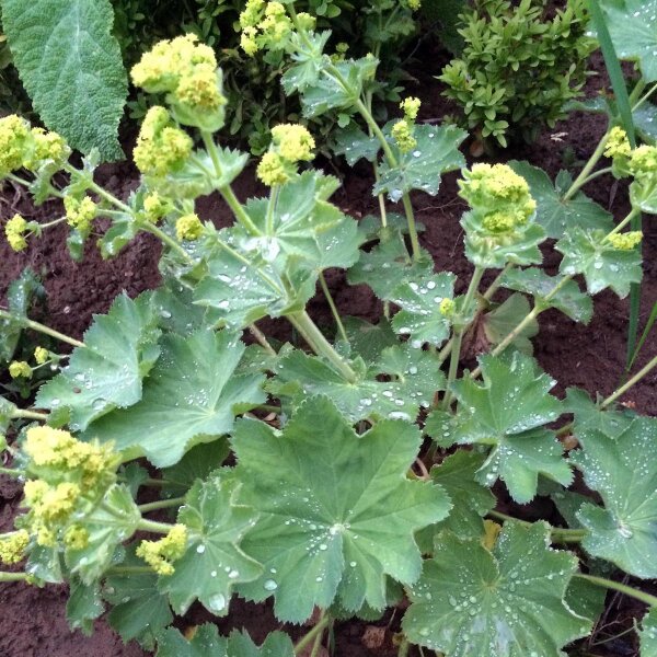 Gelbgrüner Frauenmantel (Alchemilla xanthochlora) Saatgut