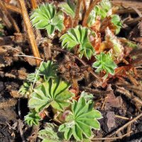 Gelbgrüner Frauenmantel (Alchemilla xanthochlora) Saatgut