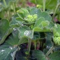 Gelbgrüner Frauenmantel (Alchemilla xanthochlora) Saatgut