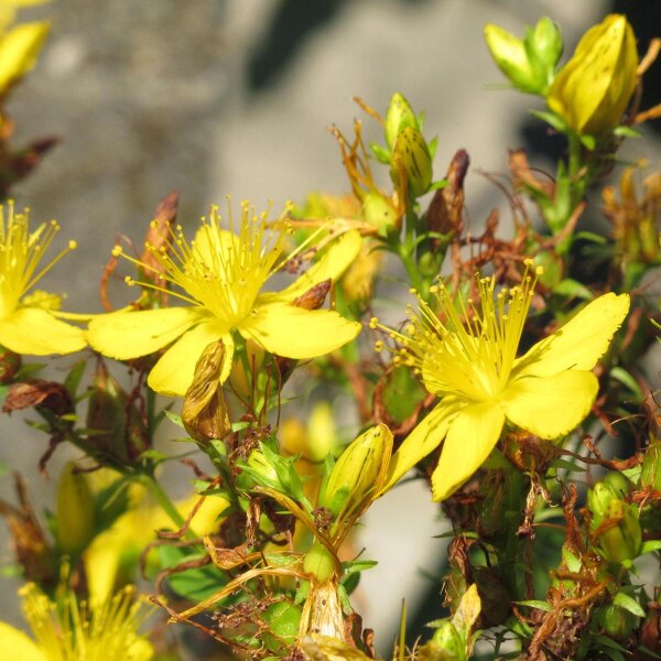 Echtes Johanniskraut (Hypericum perforatum) Bio Saatgut