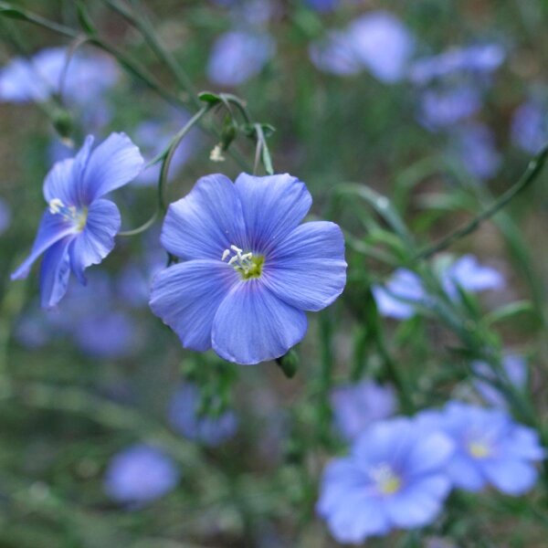 Gemeiner Lein / Flachs (Linum usitatissimum) Bio Saatgut