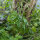 Einjähriges Silberblatt (Lunaria annua) Samen