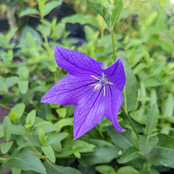 Ballonblume Mariesii (Platycodon grandiflorus) Bio Saatgut