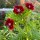 Bartnelke Sweet William (Dianthus barbatus) Bio Saatgut