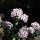 Bartnelke Sweet William (Dianthus barbatus) Bio Saatgut