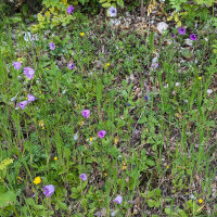 Papierblume (Xeranthemum annuum) Bio Saatgut