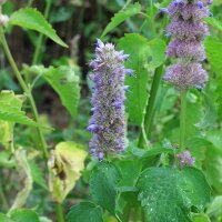 Asiatische Duftnessel (Agastache rugosa) Bio Samen