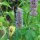 Asiatische Duftnessel (Agastache rugosa) Bio Samen