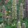 Asiatische Duftnessel (Agastache rugosa) Bio Samen