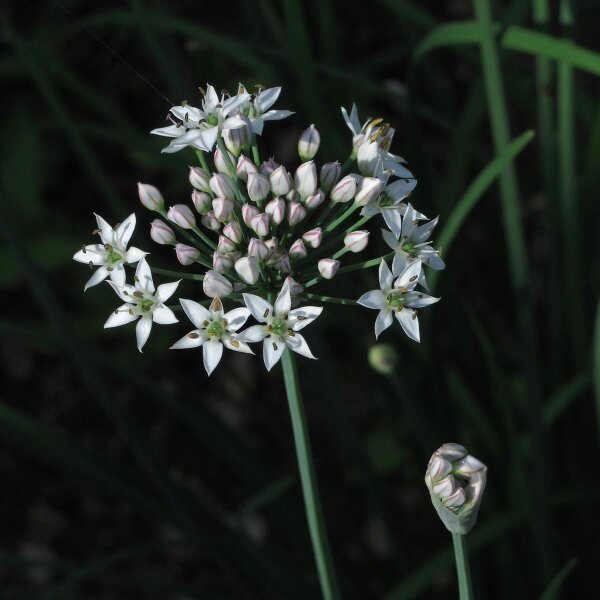 Schnittknoblauch (Allium tuberosum) Saatgut