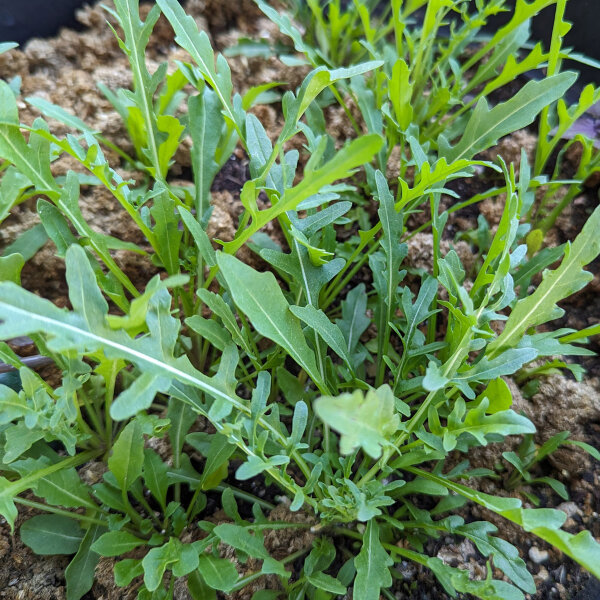 Wilde Rauke / Rucola selvatica (Diplotaxis muralis) Bio Saatgut