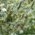 Wermut (Artemisia absinthium) Bio Saatgut