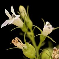 Indianertabak / Lobelie (Lobelia inflata) Bio Saatgut