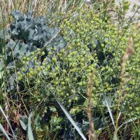 Meerkohl (Crambe maritima) Bio Saatgut