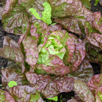 Salat Meraviglia delle quattro stagioni (Lactuca sativa)...