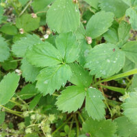 Scharlach-Erdbeere (Fragaria virginiana) Samen