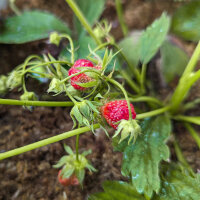 Scharlach-Erdbeere (Fragaria virginiana) Samen